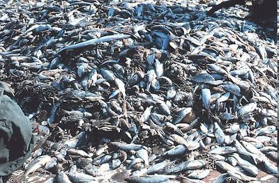 Large pile of bycatch fish