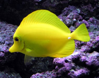 Yellow tang fish in an aquarium