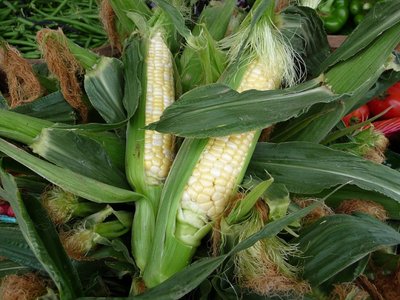 Fresh corn at a market