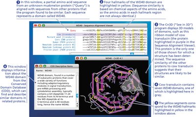 BLAST and protein domain analysis example