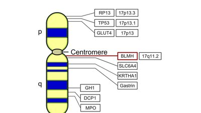 Genes on human chromosome 17