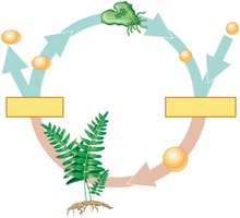 Fern life cycle diagram