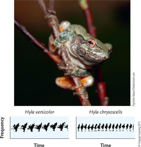 Amino acid sequence homology among species