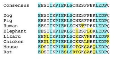 Traditional vs. cladistic classification of reptiles and birds