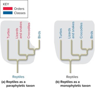 Cladogram showing synapomorphies and evolutionary relationships