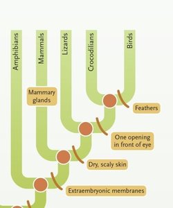 Plesiomorphies: ancestral traits