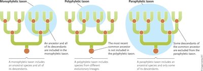 Comparison of monophyletic, paraphyletic, and polyphyletic groups