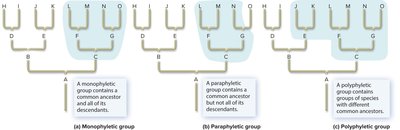Examples of monophyletic, paraphyletic, and polyphyletic groups