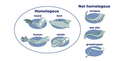 Homologous and non-homologous limb structures
