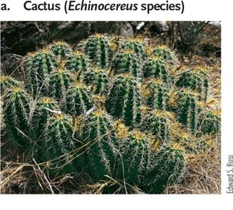 Cactus (Echinocereus species)