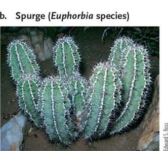 Spurge (Euphorbia species)