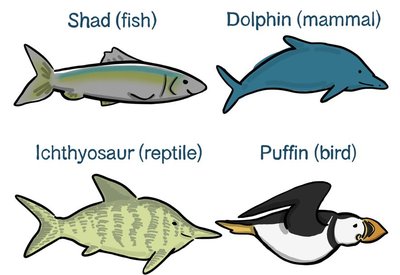 Examples of convergent evolution in aquatic animals