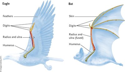 Comparison of eagle and bat wing structures