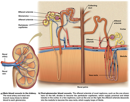 Diagram of nephron blood supply