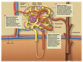 Diagram of nephron showing filtration, reabsorption, secretion, and excretion