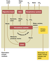 Diagram showing excretory roles of different organ systems