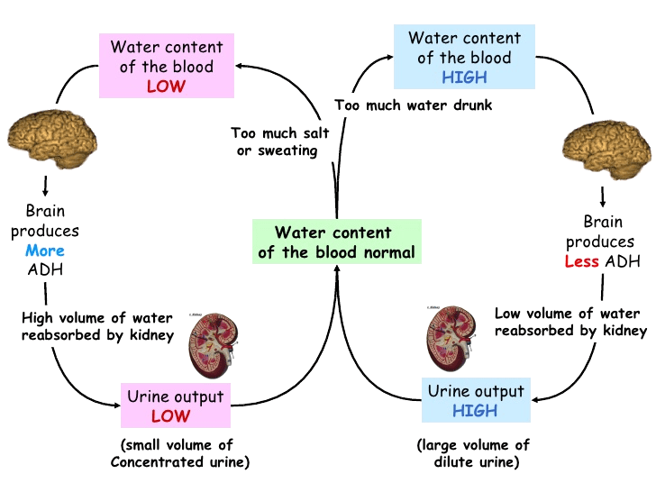 Diagram showing ADH regulation of water balance