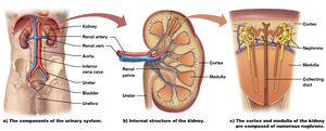 Diagram showing kidney structure and nephron location