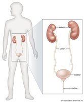Diagram of urinary system organs in the human body