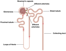 Diagram of nephron structure