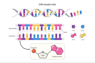 Structure of DNA double helix, nucleotide, and polynucleotide. Thymine, Adenine, Cytosine, and Guanine. Phosphate and sugar.