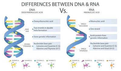 Differences between DNA and RNA: structure, sugar, bases, and function.