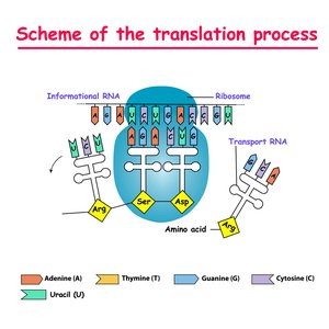 Scheme of the translation process: informational RNA, ribosome, transport RNA, amino acids, and codons.
