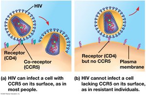 HIV resistance due to differences in cell-surface proteins