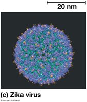 Zika virus
