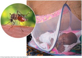 Netting as protection against virus-carrying mosquitoes