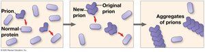 Model for how prions propagate
