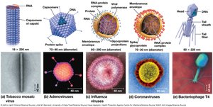 Examples of viral structures: tobacco mosaic virus, adenoviruses, influenza, coronaviruses, bacteriophage T4