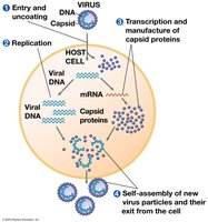 Simplified viral replicative cycle