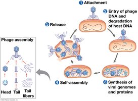 The lytic cycle of phage T4