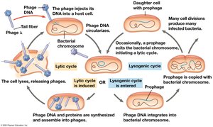 The lytic and lysogenic cycles of a temperate phage
