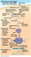 The CRISPR system as a bacterial immune system
