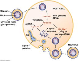 Replicative cycle of an enveloped RNA virus