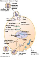 The replicative cycle of HIV, a retrovirus
