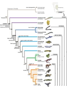Detailed phylogenetic tree of vertebrates