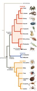 Arthropod phylogeny and diversity