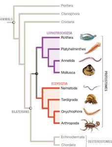 Phylogeny of protostomes and deuterostomes