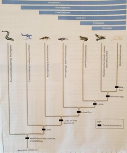 Critical innovations in vertebrate evolution