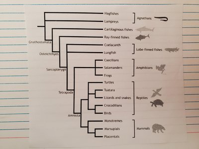 Cladogram of vertebrate groups