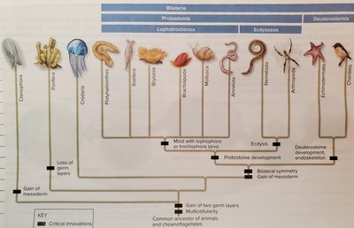 Animal phylogeny showing major lineages and key innovations