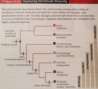 Phylogenetic tree of vertebrate diversity