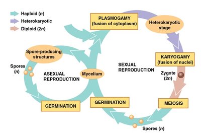 Generalized fungal life cycle