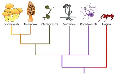 Phylogeny of major fungal groups