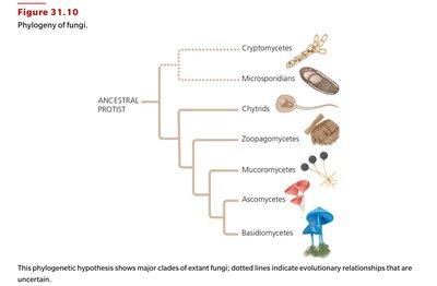 Fungal phylogeny with major groups