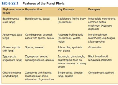 Phylogeny of fungi (Figure 31.10)
