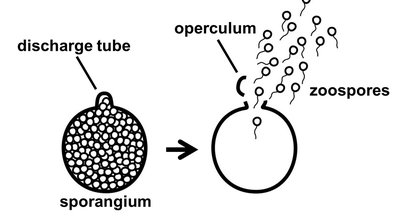 Table: Features of the Fungi Phyla